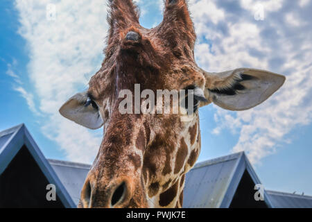 Le zoo de Colchester, Essex, UK - 27 juillet 2018 : une girafe de la tête avec ciel bleu derrière. Banque D'Images