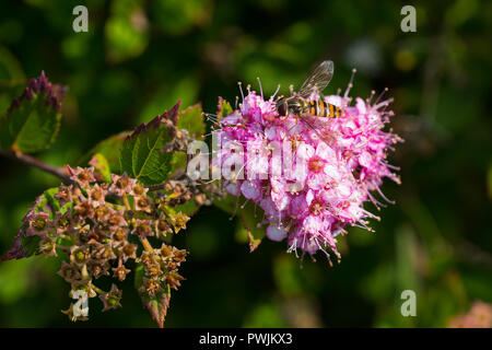 Hoverfly (Episyrphus balteatus) hoverfly en Ecosse Jardin Montrose UK butiner . Banque D'Images