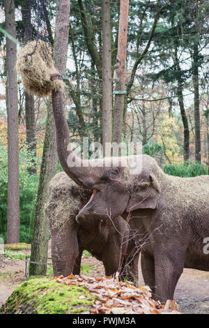 Elephant joue avec une balle de foin haute suspendus dans l'arborescence de Zoo Burger aux Pays-Bas Banque D'Images