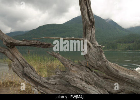 Driftwood sur la plage du lac Stave à Mission, Colombie-Britannique, Canada Banque D'Images