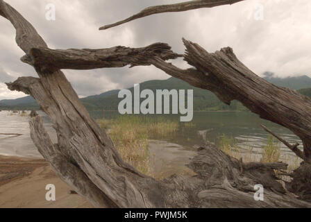 Driftwood sur la plage du lac Stave à Mission, Colombie-Britannique, Canada Banque D'Images