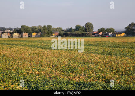 Champ de soja échéance 'Glycine max' et ont pénétré chez eux, en bordure de la rivière Ohio. Banque D'Images