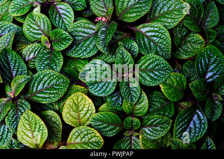 La menthe verte, la texture de l'herbe épicée Banque D'Images