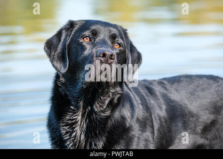 Labrador noir adulte masculin. Banque D'Images