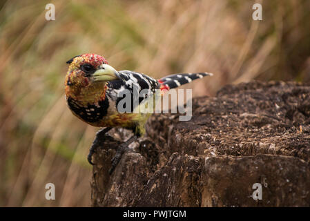 Un barbet crêpé perché sur un rocher au Royal Natal. Le Drakensberg. Afrique du Sud. L'oiseau est un oiseau commun trouvé autour des zones sauvages sud-africaines. Banque D'Images