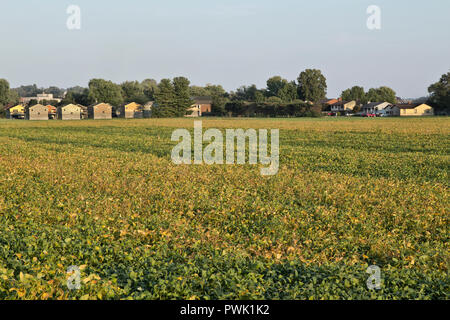 Champ de soja échéance 'Glycine max' et ont pénétré chez eux, en bordure de la rivière Ohio. Banque D'Images