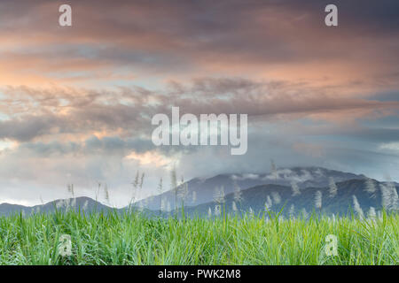 Daintree, Queensland, Australie. La fin de l'après-midi la lumière sur la forte pluie nuages sur les champs de canne à sucre de la partie inférieure de Daintree et les montagnes de th Banque D'Images