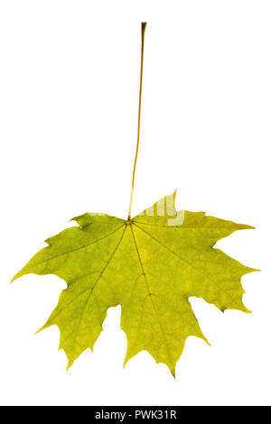 Automne érable Feuilles de couleur vert-jaune isolé sur fond blanc Banque D'Images