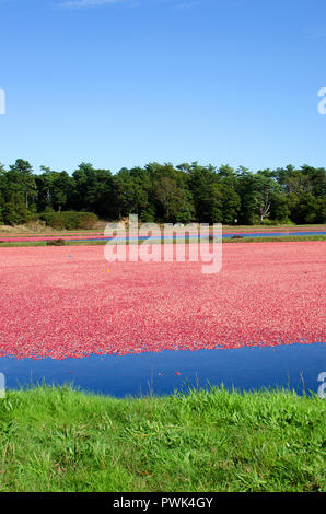 Wareham, Massachusetts, USA, 16 octobre, 2018 Cranberry bogs qui ont été inondés par les mûres, airelles rouges flottant à la surface prêt pour la récolte. Ligne de crédit : Michael Neelon/Alamy Live News Banque D'Images