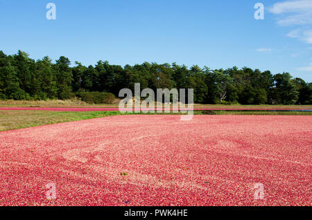 Wareham, Massachusetts, USA, 16 octobre, 2018, Cranberry bogs qui ont été inondées avec red, mûres, canneberges flottant à la surface prête à la récolte. Crédit : Michael Neelon/Alamy Live News Banque D'Images