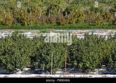 Le cannabis légal en plein air ou de marijuana au moment de la récolte à la ferme près de Pueblo, Colorado.agréés par l'état de Californie depuis 2014. Banque D'Images