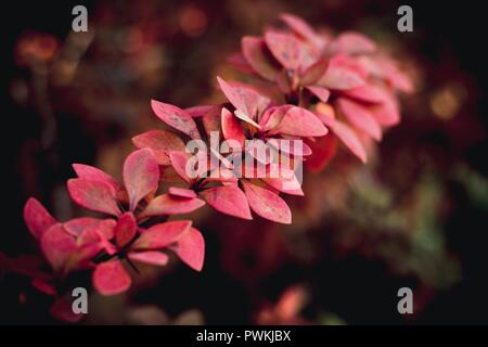 Une branche d'un buisson d'épine-vinette à feuilles d'un rouge. En automne, la nature prend une apparence agréable. Banque D'Images
