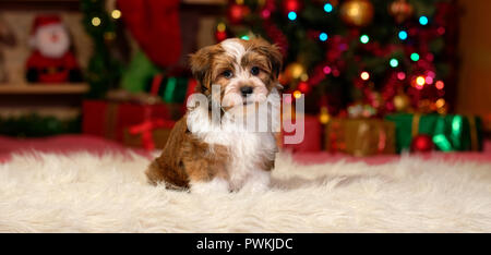 Bichon Havanais chien chiot mignon est assis en face d'un arbre de Noël et des cadeaux - banner Banque D'Images