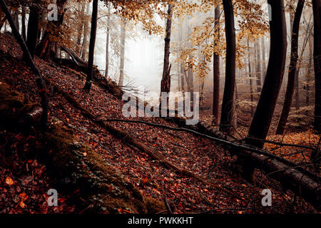 Brouillard, nuages et l'obscurité de la forêt. Humeur d'automne dans la nature Banque D'Images