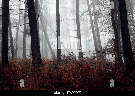 Brouillard, nuages et l'obscurité de la forêt. Humeur d'automne dans la nature Banque D'Images