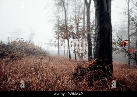 Glade dans la forêt de nuages à la saison. L'automne Banque D'Images