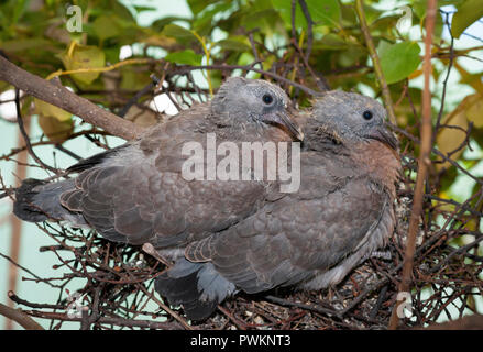 Woodpigeon Chicks, Columba palumbus, altrcial in Nest, Londres, Royaume-Uni Banque D'Images