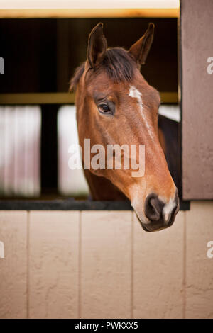 Cheval curieux à partir de l'étable. Banque D'Images