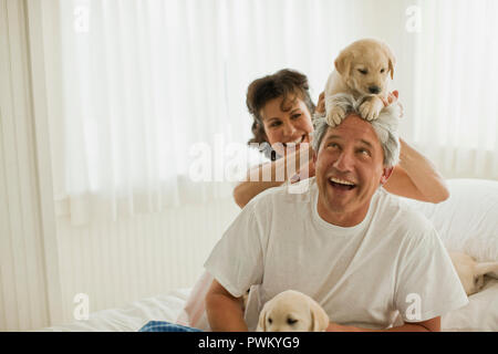 Mid adult woman holding Labrador chiot sur la tête de son mari. Banque D'Images