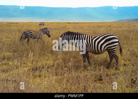 Trois zèbres le pâturage dans le cratère du Ngorongoro, Tanzanie Banque D'Images