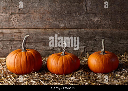 Citrouilles d'Halloween orange foncé dans ancienne grange, de l'espace à l'envoi de sms Banque D'Images