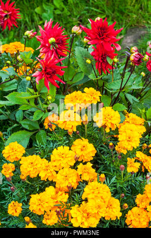 Safari en français tagètes jaune fleur lit avec cactus dahlia Nain rouge derrière Banque D'Images