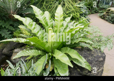 Bird's Nest fern, aka Nest fern (Asplenium nidus), originaire d'Asie du sud-est Banque D'Images