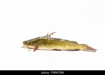 Le poisson-chat isolé sur fond blanc. Pris dans la rivière Columbia, dans l'Oregon. Banque D'Images