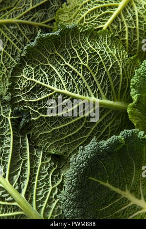 Close up detail shot feuilles de chou de Savoie Banque D'Images