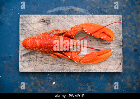 Homard cuit sur planche à découper Banque D'Images