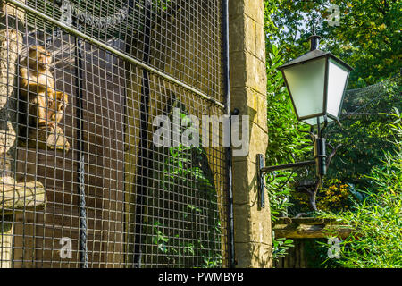 Singe en cage derrière une clôture métallique dans sa cage à l'extérieur et assis sur un poteau Banque D'Images