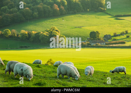 Des moutons paissant sur les South Downs dans le West Sussex, Angleterre. Banque D'Images