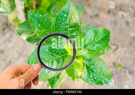 La recherche de plantes ou d'arbustes sur les pesticides et les produits chimiques. traiter les plantes contre les insectes nuisibles, l'alimentation liquide, l'utilisation du pulvérisateur à main avec des pesticides dans le Banque D'Images