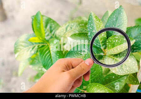 La recherche de plantes ou d'arbustes sur les pesticides et les produits chimiques. traiter les plantes contre les insectes nuisibles, l'alimentation liquide, l'utilisation du pulvérisateur à main avec des pesticides dans le Banque D'Images