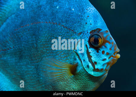 Bleu d'eau douce tropicaux discus (Symphysodon aequifasciatus) à l'Aquarium de Géorgie du Sud de la rivière de l'entreprise exposition du Scoutisme. (Atlanta, GA, USA) Banque D'Images