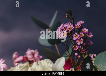 Chamelaucium fleur sur arrière-plan simple avec studio light Banque D'Images