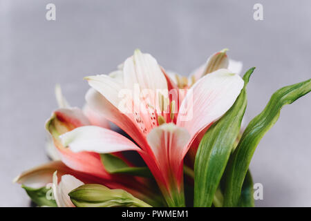 Alstroemerias sur fond gris simple avec place pour le texte Banque D'Images