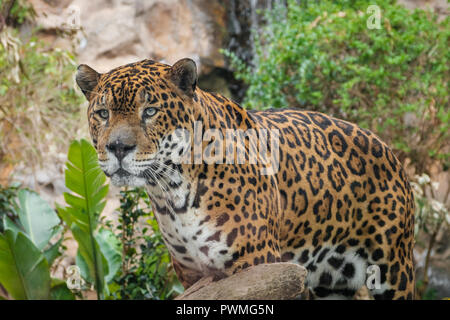 Gros plan - panther / Jaguar (Panthera onca) Banque D'Images