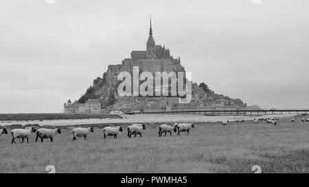 Troupeau de moutons en face du Mont Saint Michel. Célèbre place dans la Normandie, en France. La scène du matin. Banque D'Images