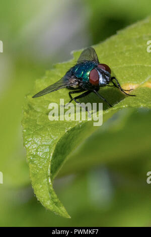 Close up d'une bouteille verte voler en appui sur une feuille verte Banque D'Images