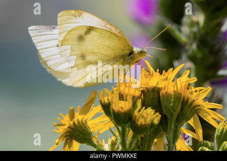 Close up d'un chou blanc papillon sur les fleurs jaunes avec un arrière-plan flou Banque D'Images