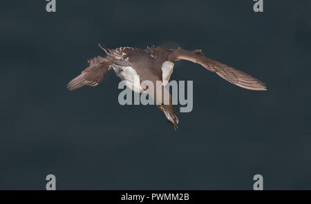 Détail, grand angle près de l'oiseau marin britannique guillemot (Uria aalge) isolé en vol sur la mer bleue, ailes de glisser dans la brise, poissons dans le bec. Banque D'Images