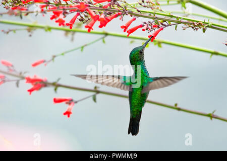 Colibri de saphir à chiné bleu femelle, Chlorestes notata, se nourrissant sur des fleurs de feu d'Antigua rouges avec un fond blanc. Banque D'Images