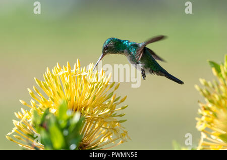 Petite femelle à colibris de saphir bleu chiné, Chlorestes notata, se nourrissant d'une haie jaune d'Ixora. Banque D'Images