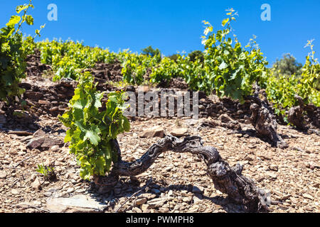 Vignoble de Banyuls-Collioure, côte Vermeille, Pyrénées-Orientales, Catalogne, Languedoc-Roussillon, France Banque D'Images