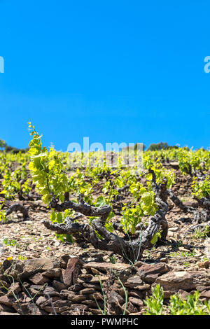 Vignoble de Banyuls-Collioure, côte Vermeille, Pyrénées-Orientales, Catalogne, Languedoc-Roussillon, France Banque D'Images
