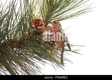 Chaffinch perché sur des pommes de pin sur un pin. Fringilla coelebs. Banque D'Images