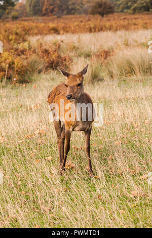Red Deer dans un hind Bushy Park,Londres,Angleterre,UK Banque D'Images