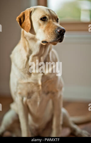 Golden labrador assis dans la chambre. Banque D'Images