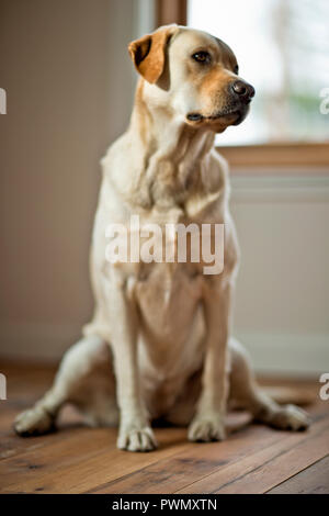 Golden labrador assis dans la chambre. Banque D'Images